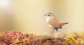 The Eurasian wrenhe Troglodytes troglodytes sits on the ground in the forest and looks around Royalty Free Stock Photo