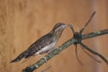 Eurasian wryneck Royalty Free Stock Photo