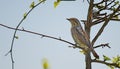 Eurasian Wryneck Jynx torquilla