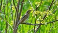 Eurasian Wryneck Jynx torquilla