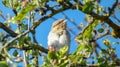 The Eurasian wryneck. Mating season, it sits in an apple tree. Royalty Free Stock Photo