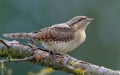 Eurasian wryneck perched on an old lichen twig Royalty Free Stock Photo