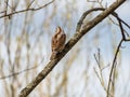 Eurasian wryneck sitting on a tree branch with head turned away