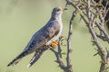 Eurasian or Common Cuckoo, Perched On Acacia