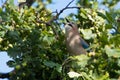 Eurasien jay in west Sweden Royalty Free Stock Photo