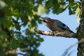 Eurasien jay in west Sweden Royalty Free Stock Photo