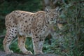 Eurasien lynx standing in the forest Royalty Free Stock Photo