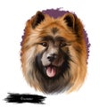 Eurasier, Eurasian, Eurasian dog digital art illustration isolated on white background. German origin working dog. Cute pet hand