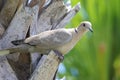 Eurasion Collared Dove in Palm Tree