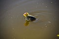 Eurasion coot chick