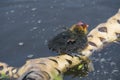 Eurasion coot chick