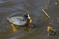 Eurasion coot Fulica atra feeding a chick