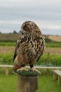 Eurasion eagle owl.