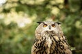 Eurasion Eagle Owl, in captivity