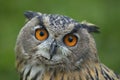 Eurasion eagle owl