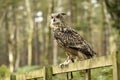 Eurasion Eagle Owl,sitting on a fence in the forest