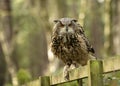 Eurasion Eagle Owl,sitting on a fence in the forest