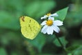 Eurema andersoni godana butterfly in Taiwan, insect, nature flower Royalty Free Stock Photo