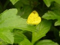 Eurema hecabe butterfly