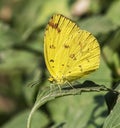 Eurema hecabe: Common grass yellow butterfly in dry season form on the plant leaf