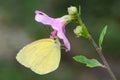 Eurema hecabe sits on a flower sucking honey