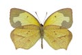 Eurema mexicana Royalty Free Stock Photo