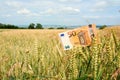 Euro banknote money on ripe wheat ears in a grain field