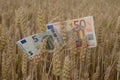 Euro banknotes money on ripe wheat ears in field Royalty Free Stock Photo