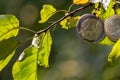 Euro coins hanging in a tree like apples Royalty Free Stock Photo