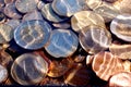 Euro coins under water Royalty Free Stock Photo