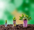 Euro money growth on trees Royalty Free Stock Photo