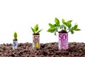 Euro money growth on trees Royalty Free Stock Photo