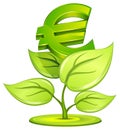 Euro plant Royalty Free Stock Photo