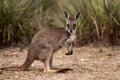 Euro wallaroo captured in natural habitat against Australian bush backdrop