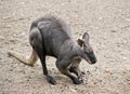 The euro or wallaroo is a very muscular animal