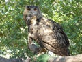 Euroasian eagle owl Royalty Free Stock Photo