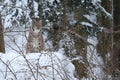 Euroasian lynx in the bavarian national park in eastern germany Royalty Free Stock Photo