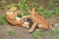 Euroasian lynx in the bavarian national park. Royalty Free Stock Photo