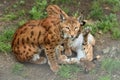 Euroasian lynx in the bavarian national park. Royalty Free Stock Photo