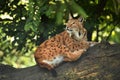 Euroasian lynx in the bavarian national park. Royalty Free Stock Photo