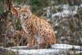 Euroasian lynx face to face in the bavarian national park in eastern germany Royalty Free Stock Photo