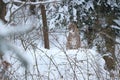 Euroasian lynx face to face in the bavarian national park in eastern germany Royalty Free Stock Photo