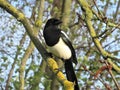 Euroasian magpie with closed black beak is sitting on wooden branch  covered with green lichen. Royalty Free Stock Photo