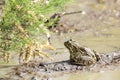 A Euroasian Marsh Frog on Mud Royalty Free Stock Photo