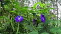 Eurocarpum (Also called ternatea tourn, telang, Clitoria ternatea, Asian pigeonwings, bluebellvine)