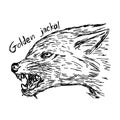 euroepan golden jackal canis aureus is threatening - vector illustration sketch hand drawn with black lines, isolated on white ba