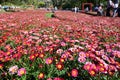 Euroflora 2018 exhibition. Parchi di Nervi. Genoa. Italy