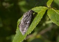 The Eurois occulta moth. Royalty Free Stock Photo