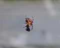 Euroopean Garden Spider  with its meal Royalty Free Stock Photo