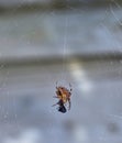 Euroopean Garden Spider  with its meal Royalty Free Stock Photo